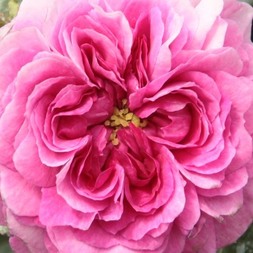 Szkółka róż - Rosa  Himmelsauge - fioletowy  - stare róże ogrodowe - róża z intensywnym zapachem - Rudolf Geschwind - Jednokrotne, lecz obfite kwitnięcie możemy podziwiać wiosną lub latem.